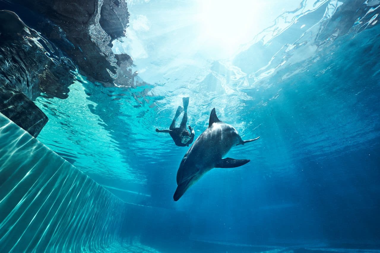 Singapore Oceanarium Ticket - სურათი 13
