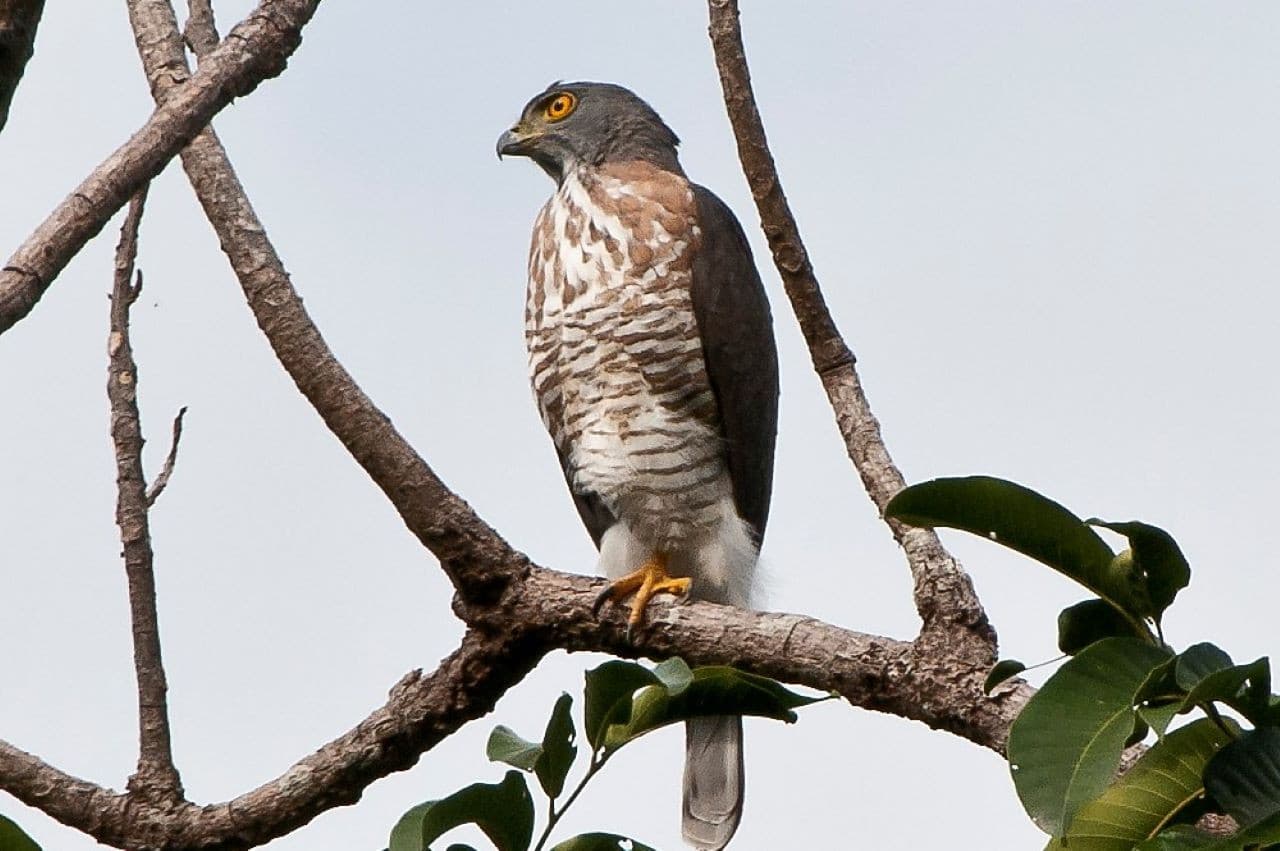 Desaru Coast Birdwatching Experience - სურათი 3