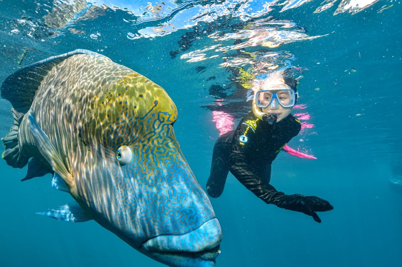 Reef Magic Pontoon Tour from Cairns - სურათი 11