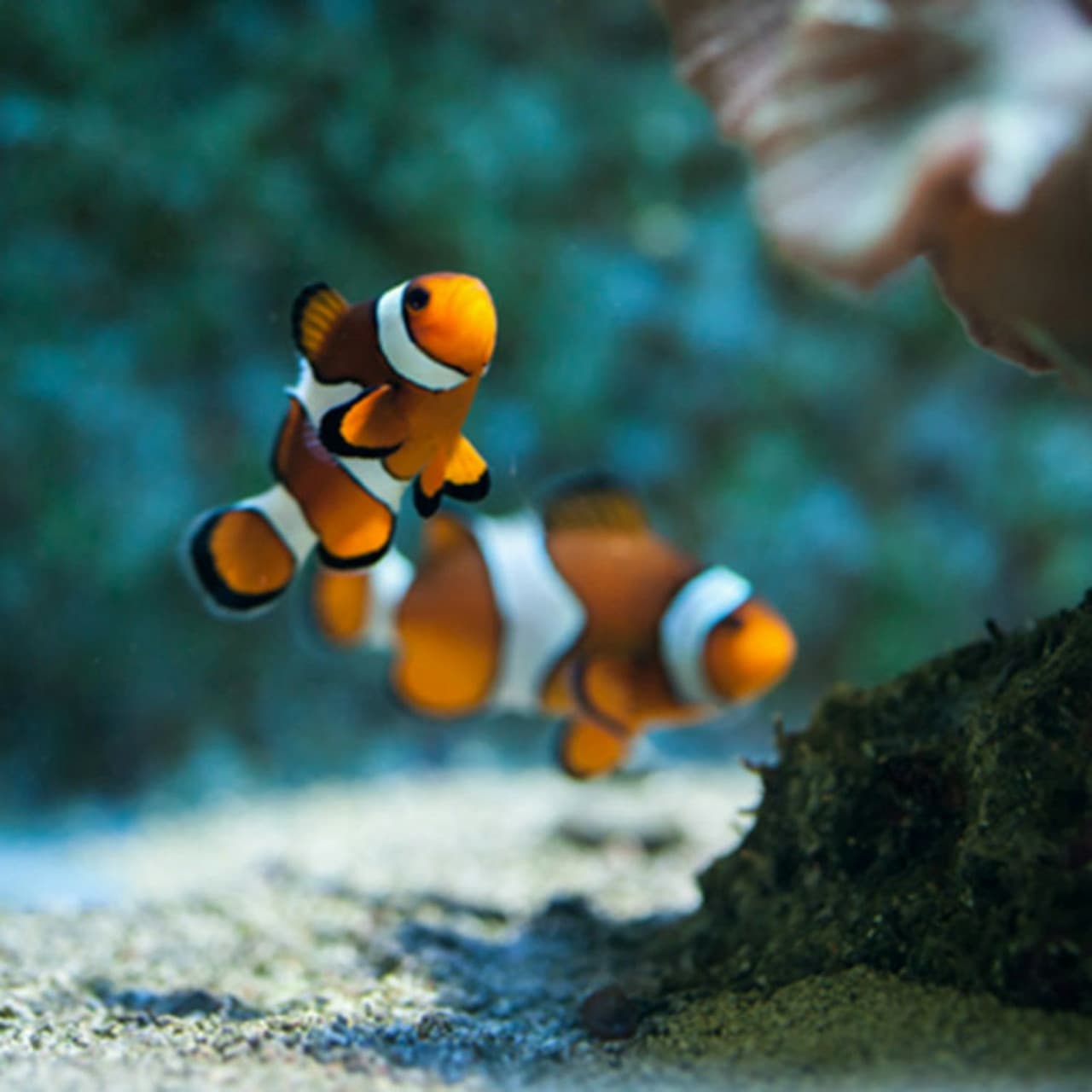 SEA LIFE Benalmádena Ticket - სურათი 2