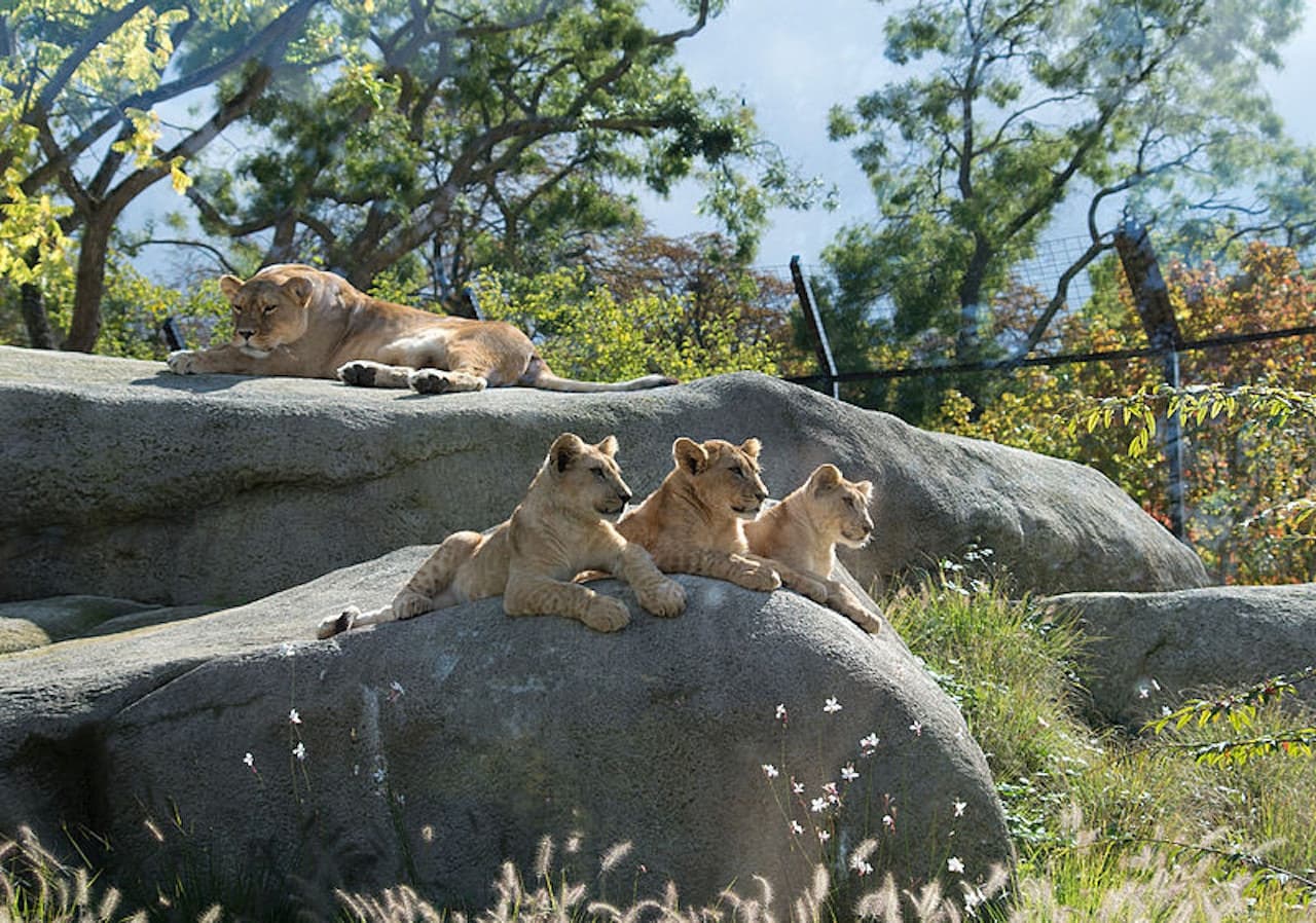 Paris Zoo (Parc Zoologique de Paris) - სურათი 3