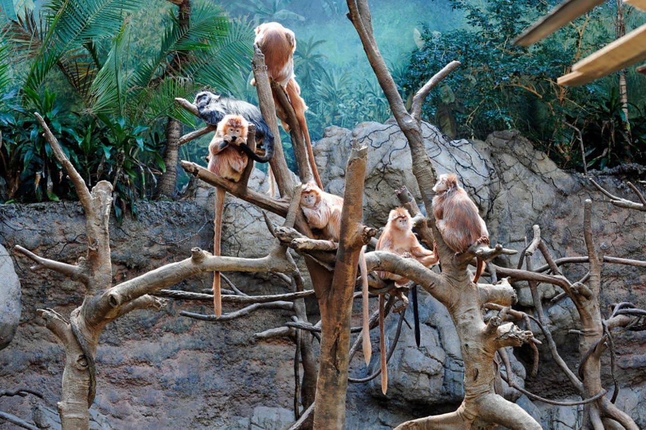 Bronx Zoo - მთავარი სურათი
