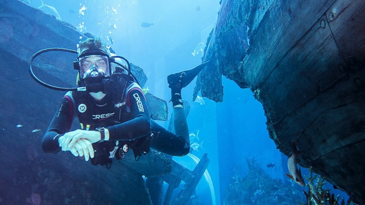 Ultimate Marine Life Experience at Adventure Cove Waterpark - სურათი 7