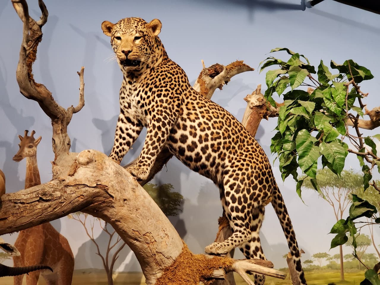 Las Vegas Natural History Museum - მთავარი სურათი