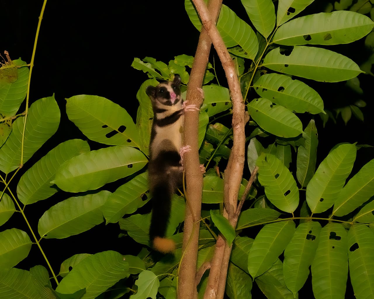 Cairns Botanic Gardens Night Walk Experience - სურათი 6