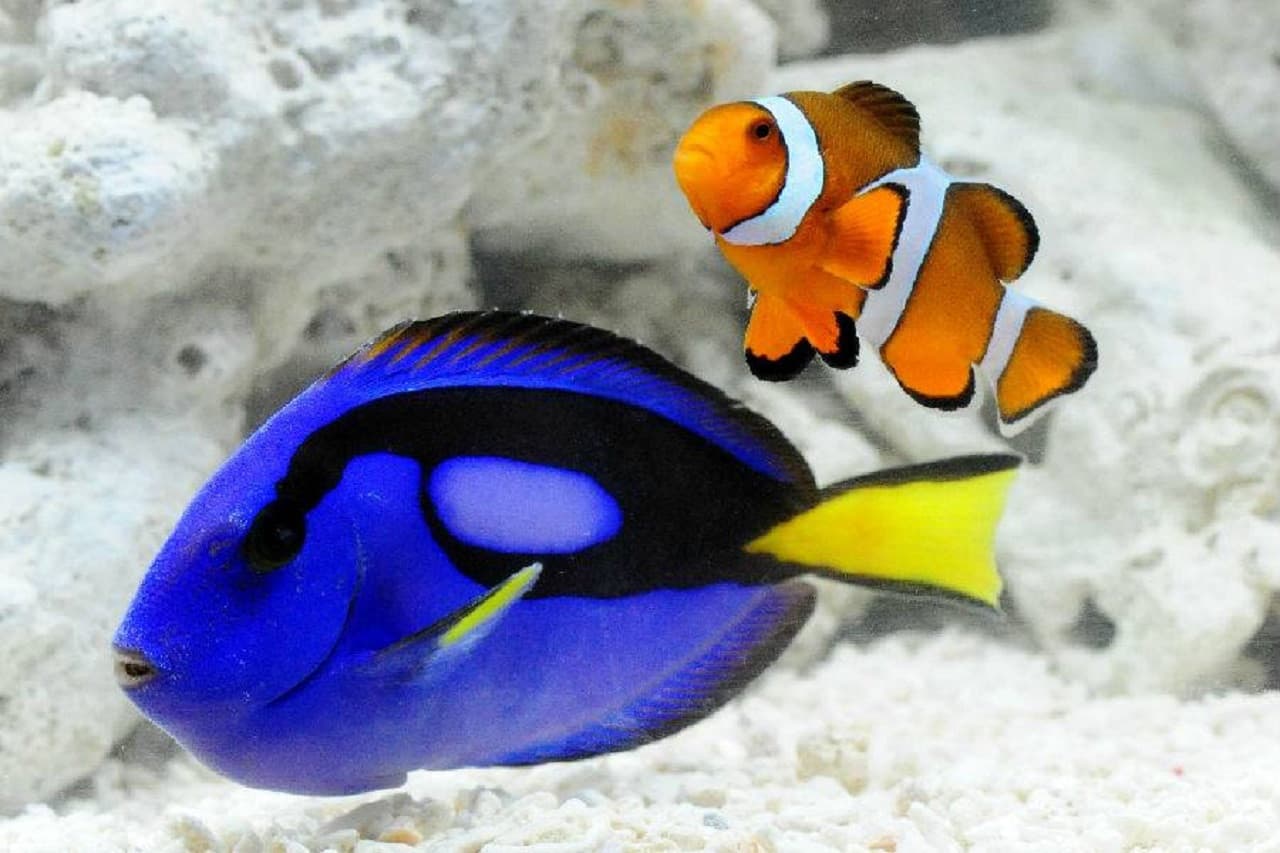 Kyoto Aquarium Ticket - სურათი 2