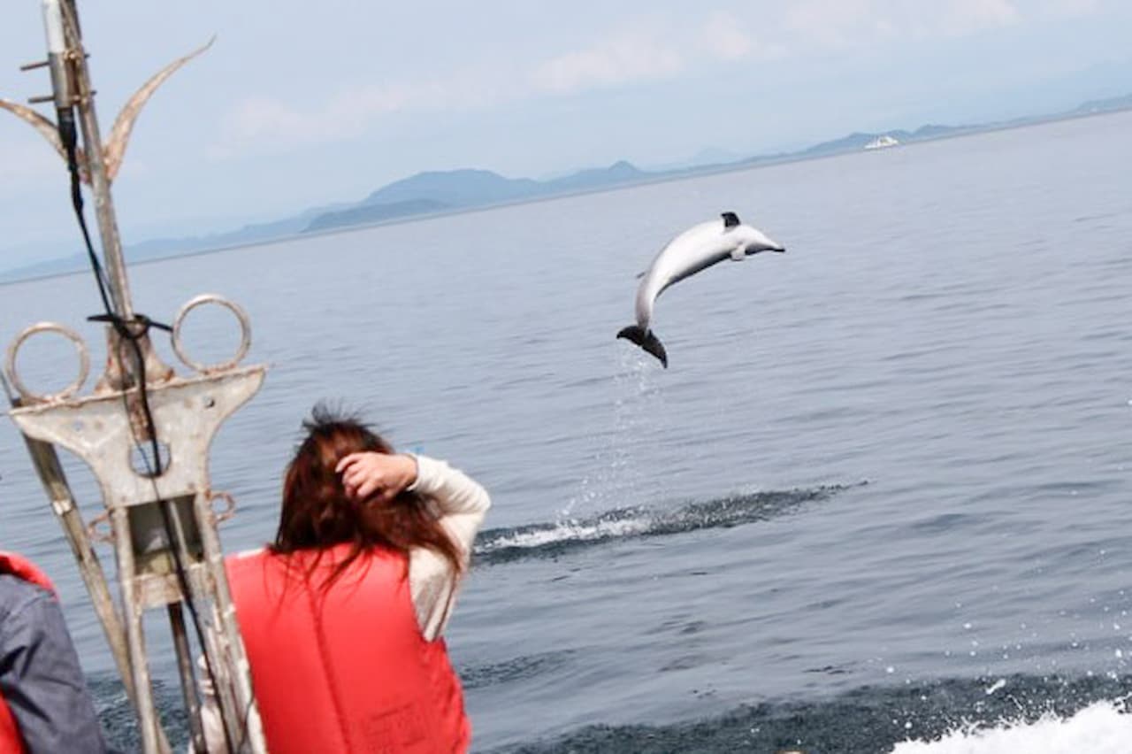 Dolphin Watching Experience in Amakusa - სურათი 6