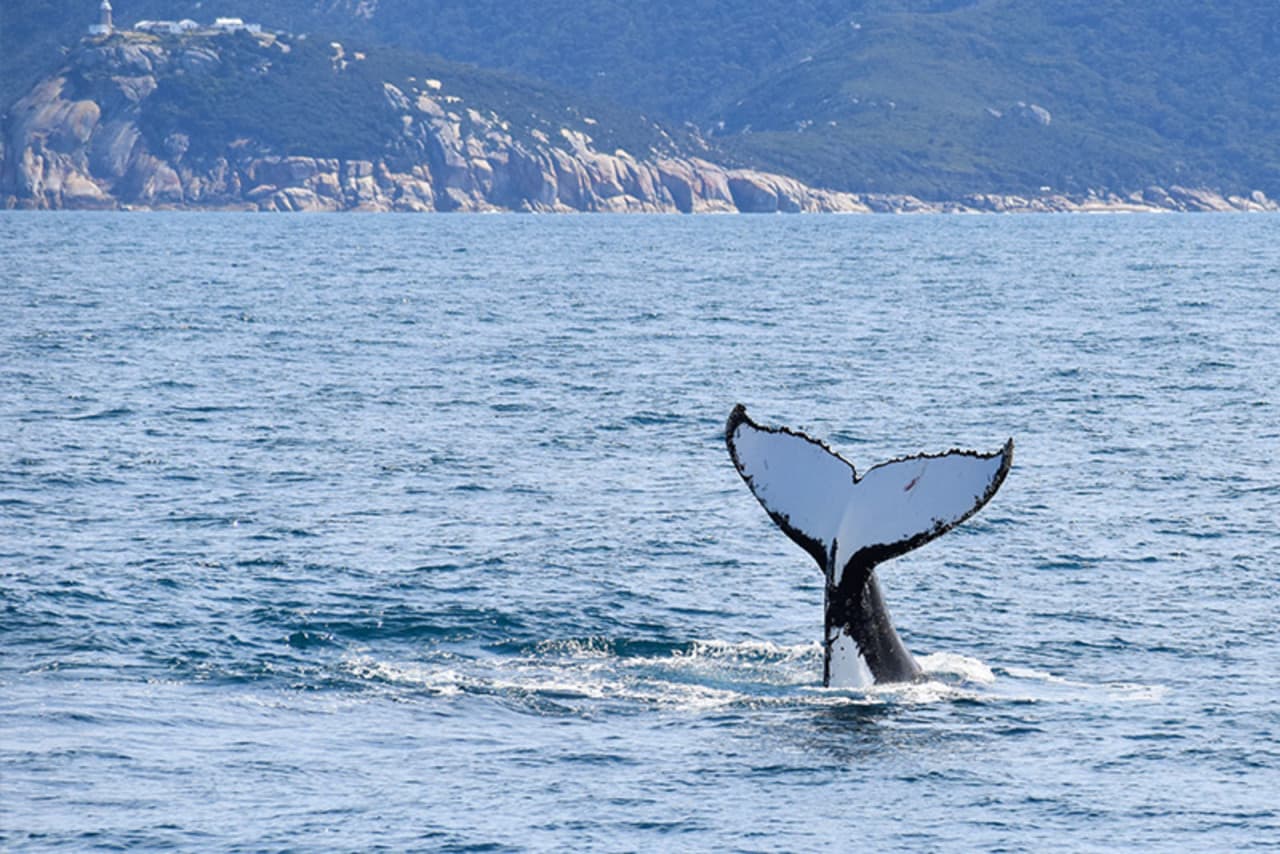 Wilsons Promontory Whale Watching Sightseeing Cruise - სურათი 4