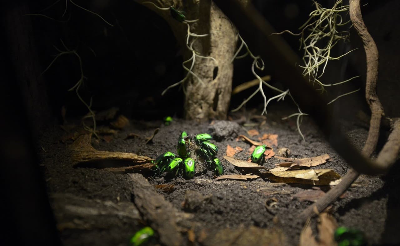 Entopia by Penang Butterfly Farm Ticket - სურათი 17