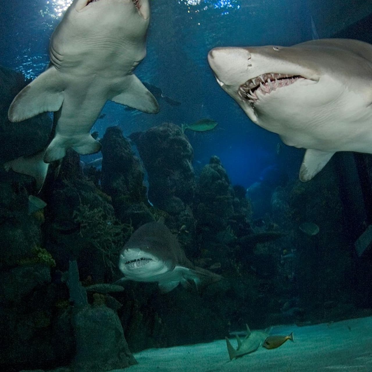 Downtown Aquarium Denver Ticket - სურათი 9