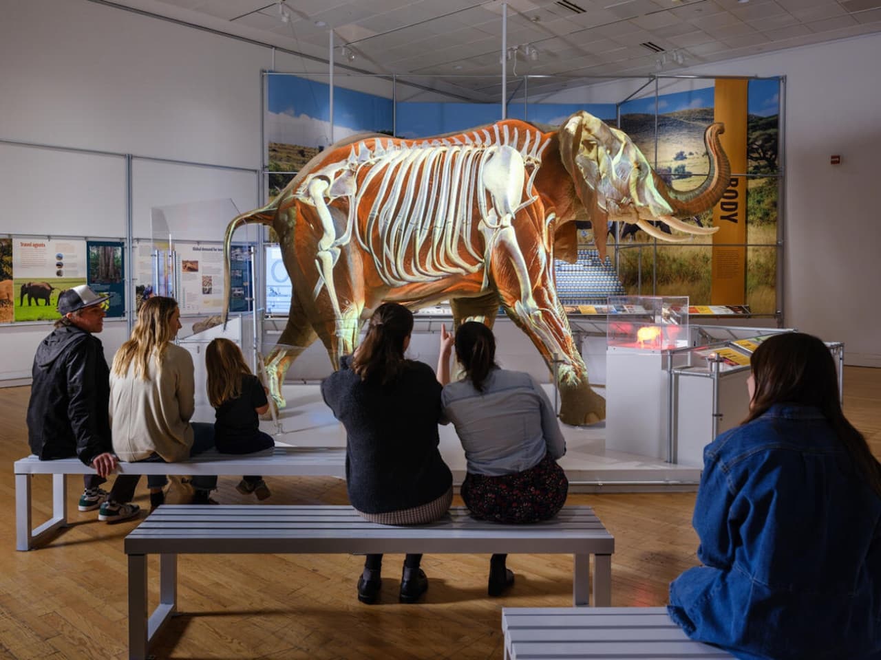 American Museum of Natural History Ticket - სურათი 3