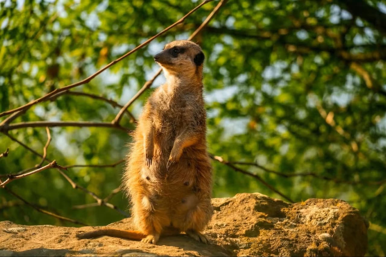 Prague Zoo Ticket + Audio Guide - სურათი 4