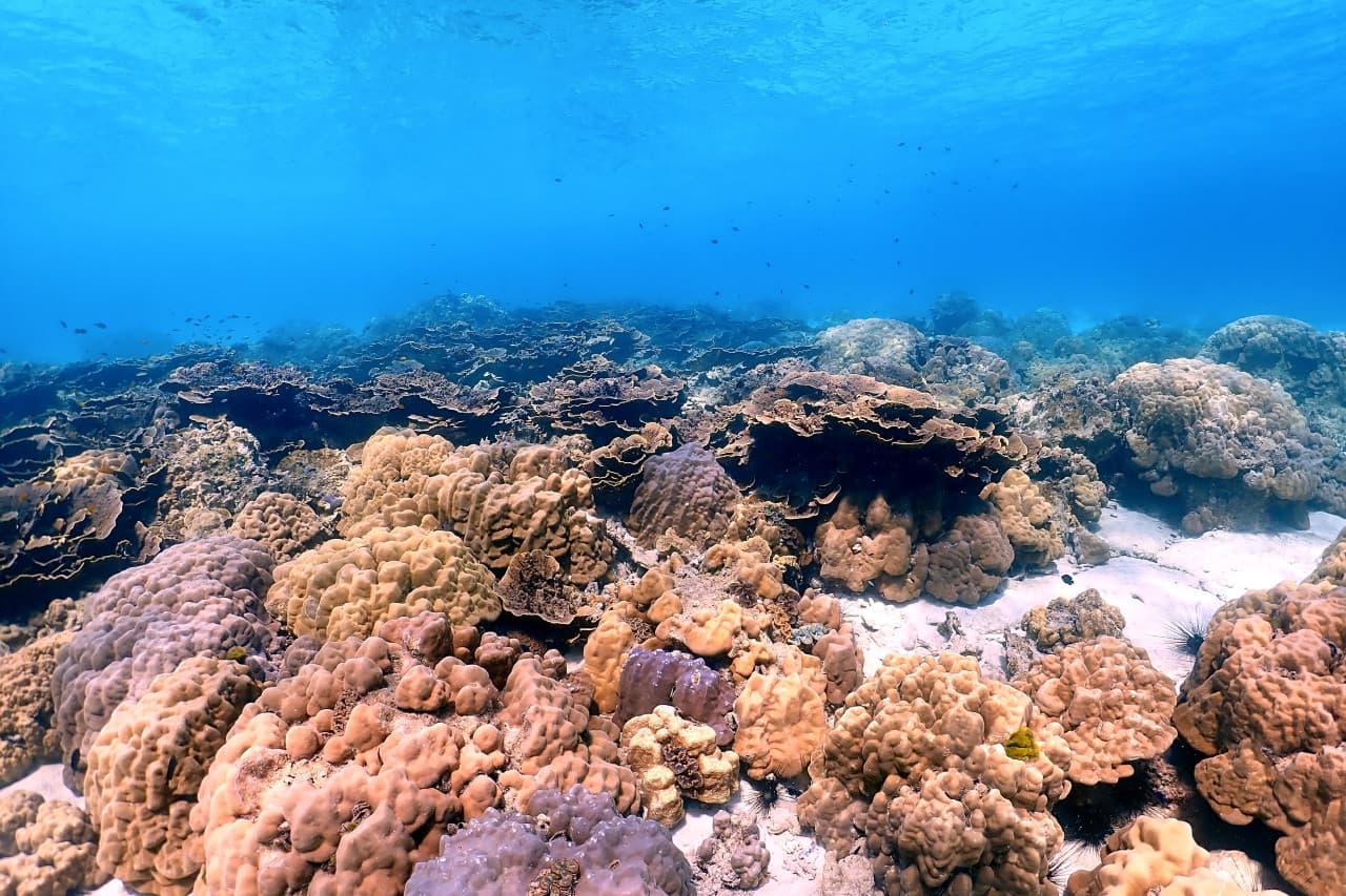 Raya Noi, Raya Yai, and Maiton Island Snorkelling Tour from Phuket - სურათი 10