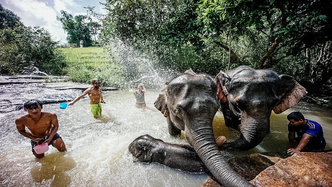 Elephant Jungle Sanctuary Chiang Mai - მთავარი სურათი