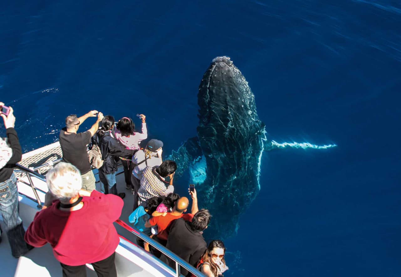 Gold Coast Whale Watching Cruise aboard Sea World Cruises - სურათი 3