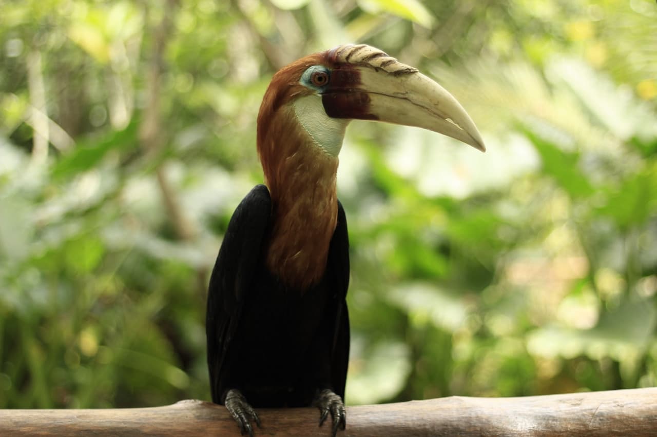 Lombok Wildlife Park - სურათი 4