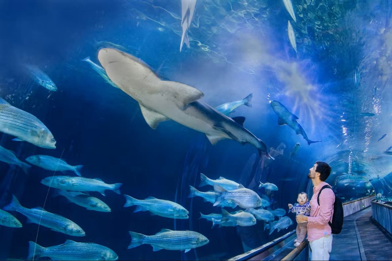 Aquarium of the Bay Ticket - სურათი 2