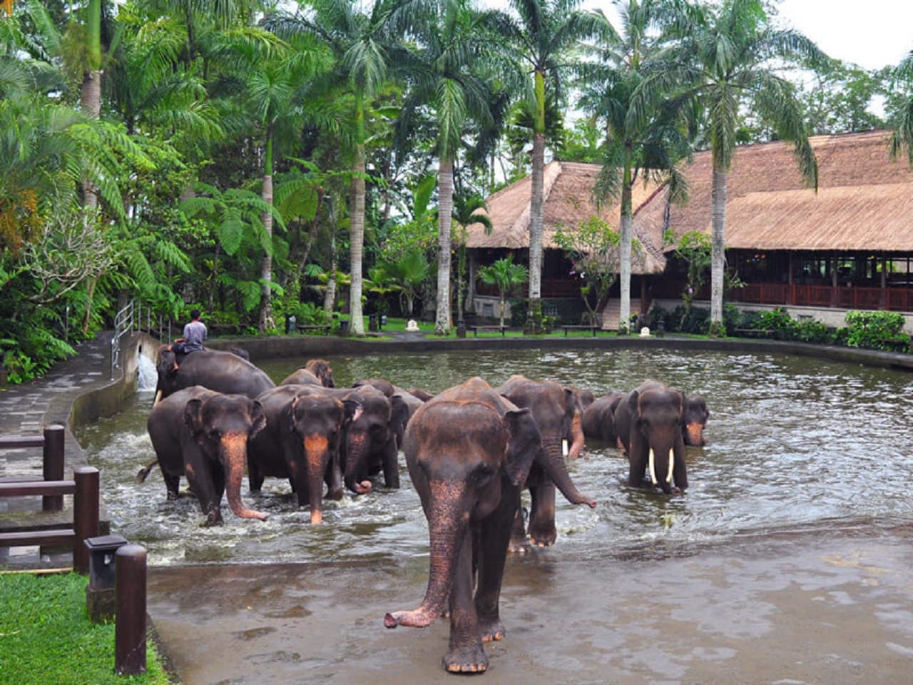 Mason Elephant Park Bali by Mason Adventures (Formerly known as Elephant Safari Park) - სურათი 9