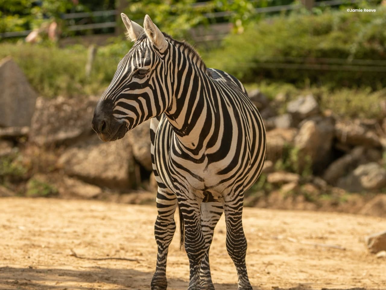 Colchester Zoo Ticket - მთავარი სურათი