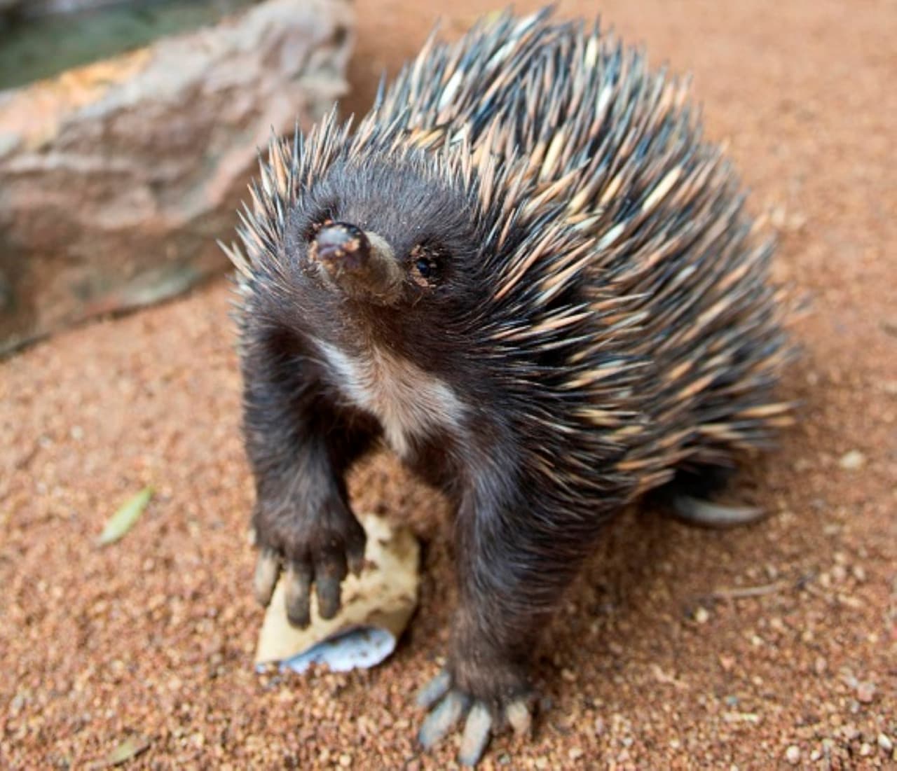 WILD LIFE Sydney Zoo Direct Entry Ticket - სურათი 12