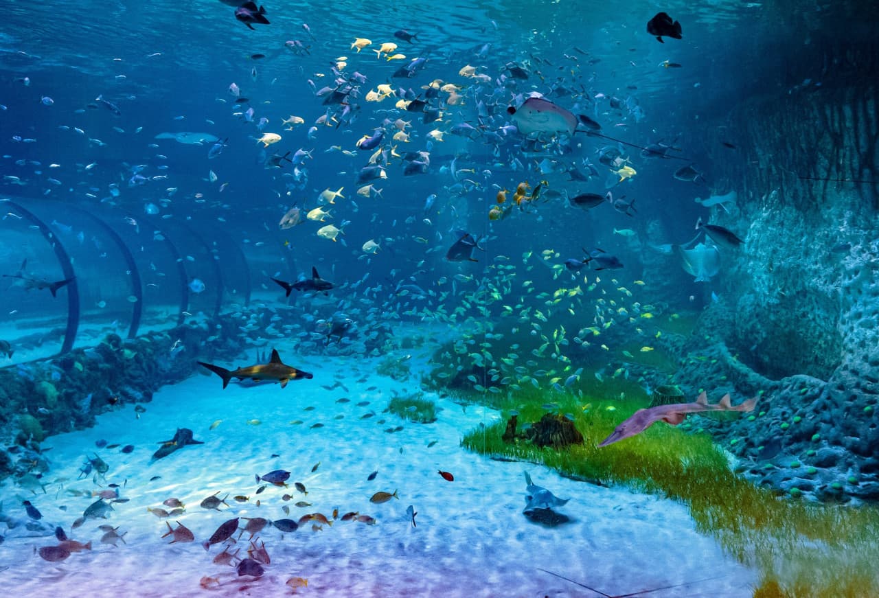 The National Aquarium Abu Dhabi Ticket - სურათი 2