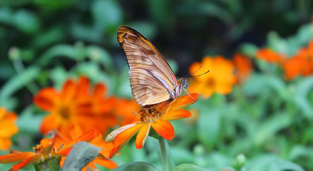 COMBO: Dubai Miracle Garden + Dubai Butterfly Garden Tickets - სურათი 6