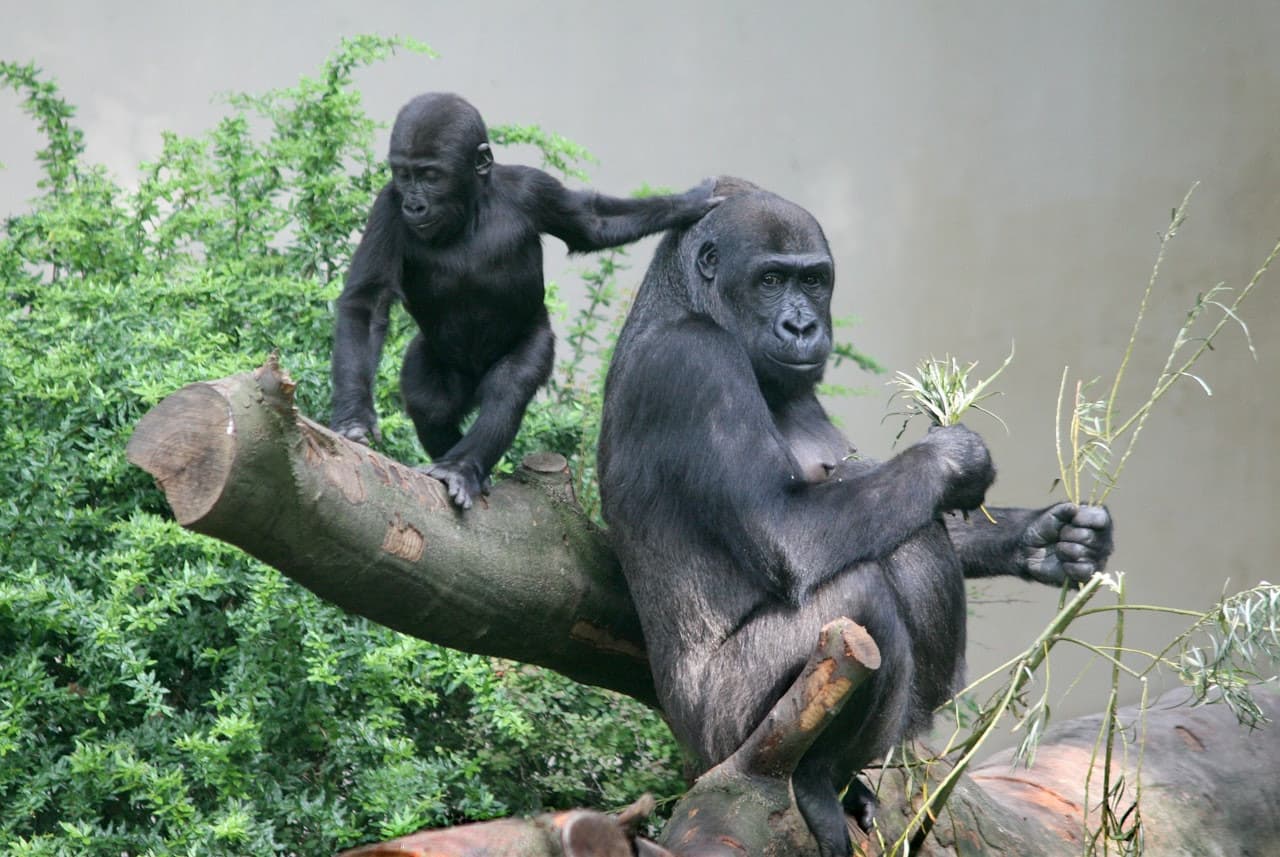 ARTIS Royal Zoo - სურათი 4