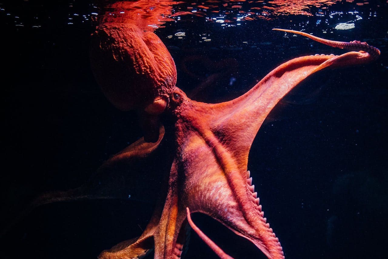 Oceanário de Lisboa Ticket - სურათი 9