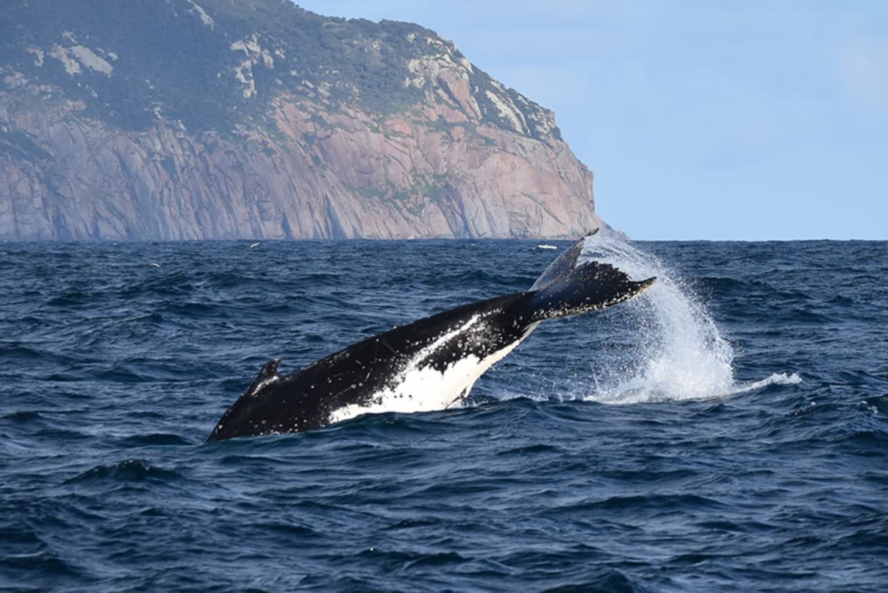 Wilsons Promontory Whale Watching Sightseeing Cruise - სურათი 3