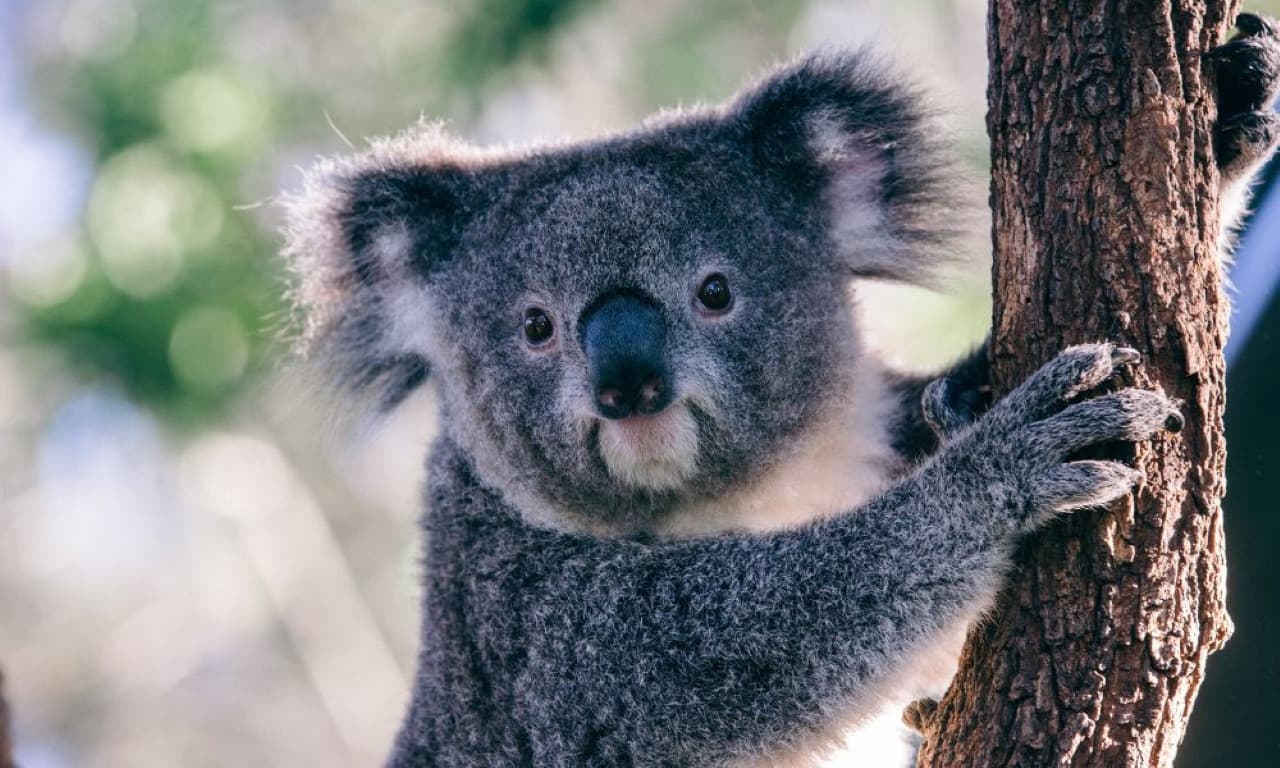 Taronga Zoo Ticket with Optional Round Trip Ferry - სურათი 3
