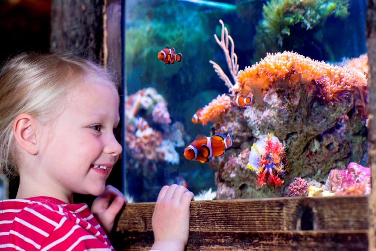 SEA LIFE Oberhausen Aquarium Ticket - მთავარი სურათი