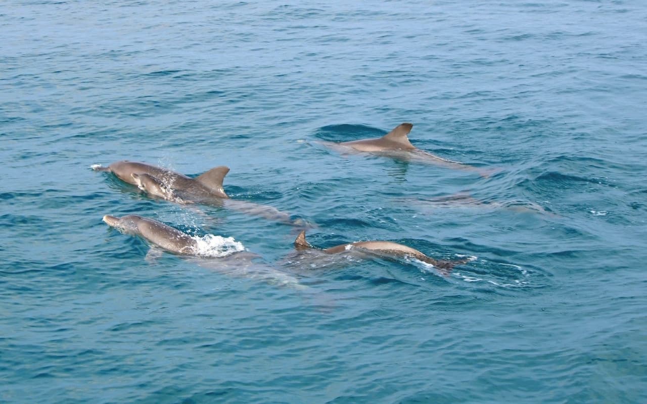 Raya Noi, Raya Yai, and Maiton Island Snorkelling Tour from Phuket - სურათი 3