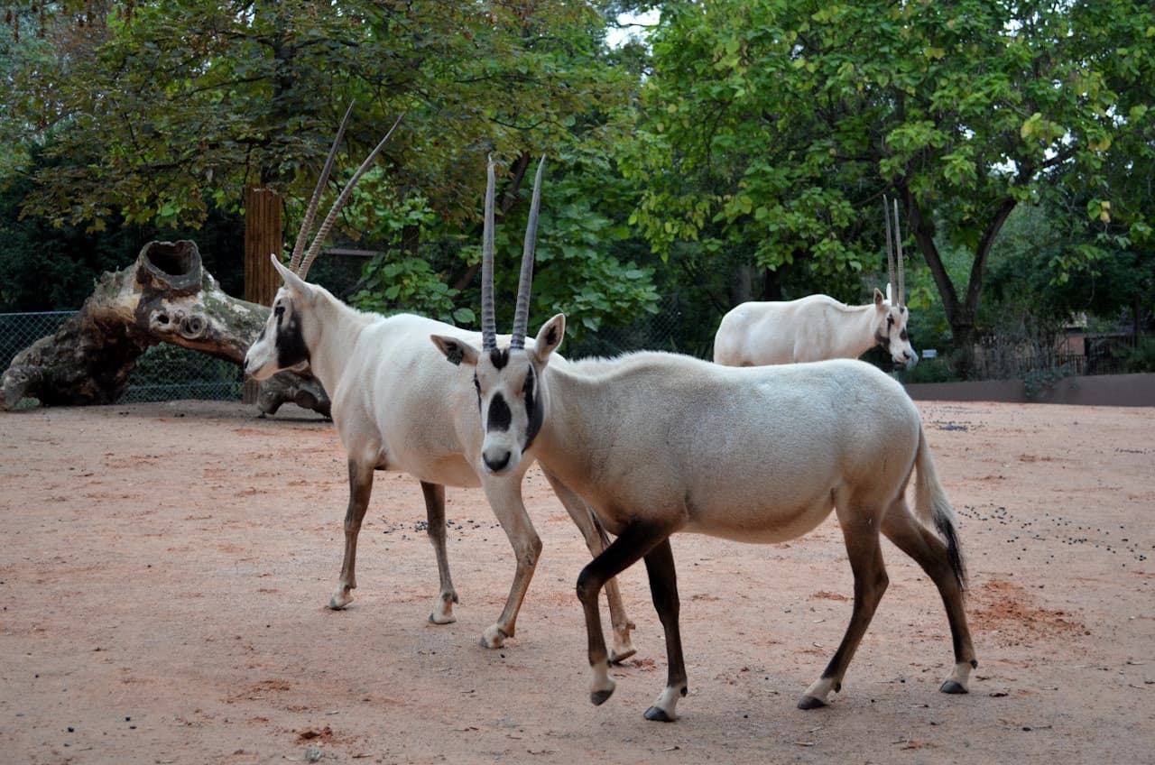 Ménagerie, Zoo of the Jardin des Plantes - სურათი 3