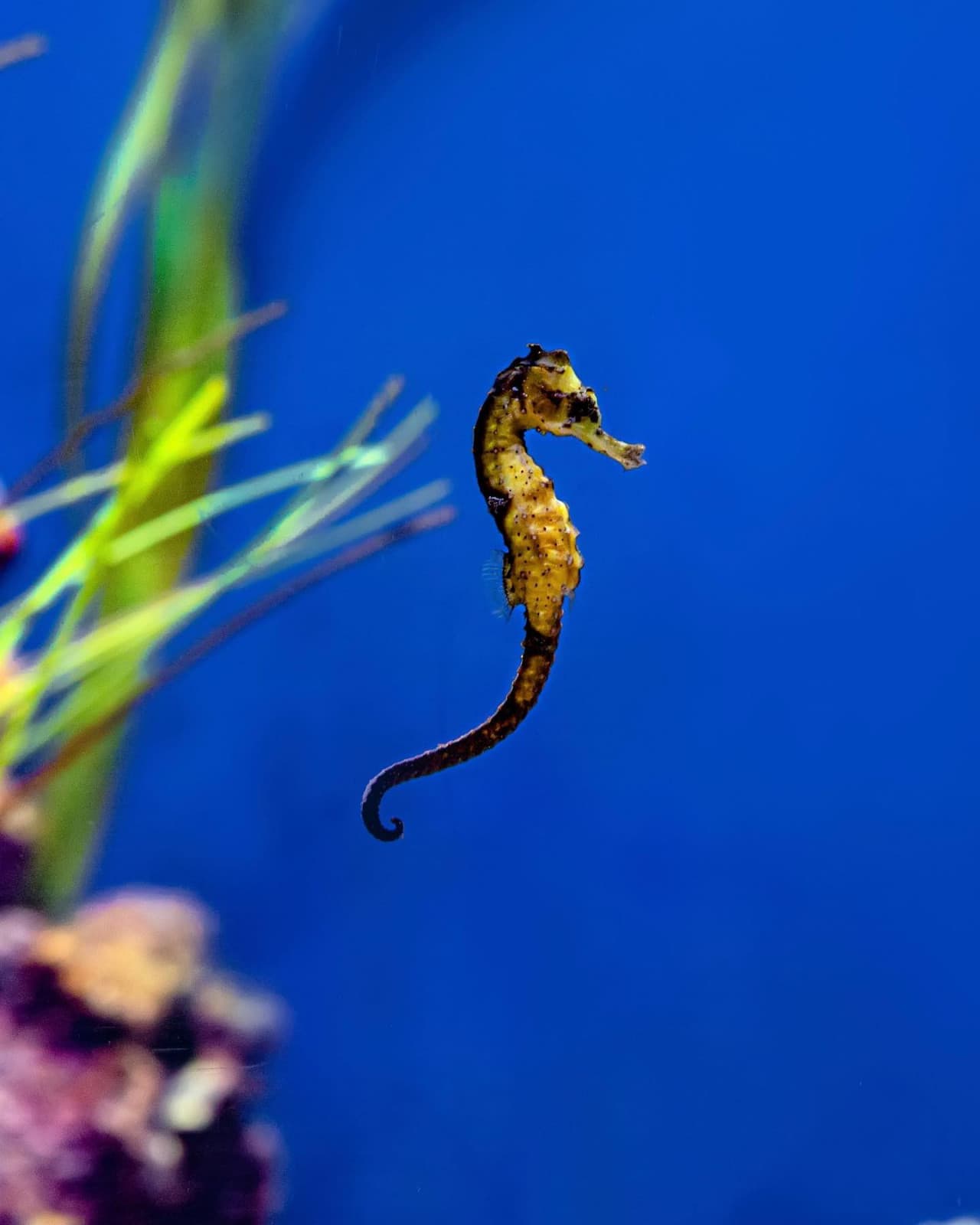 The National Aquarium Abu Dhabi Ticket - სურათი 17