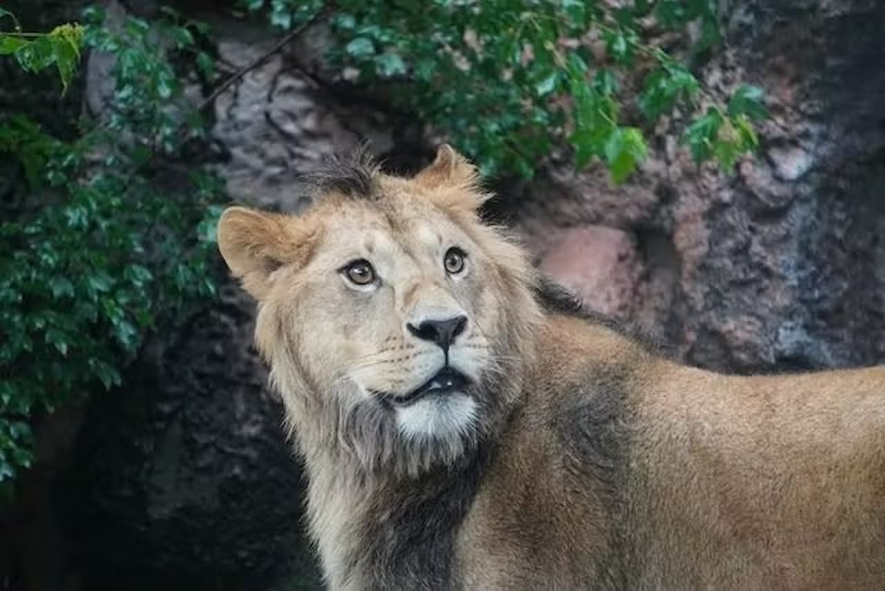 Nagoya-City Higashiyama Zoo and Botanical Gardens - სურათი 6