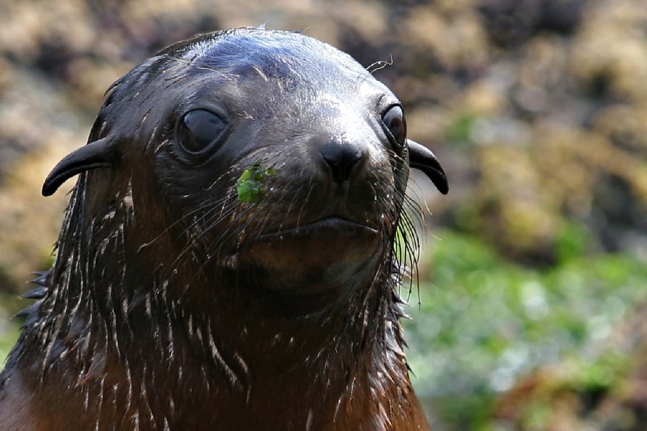 Phillip Island Seal Watching Cruise - სურათი 4