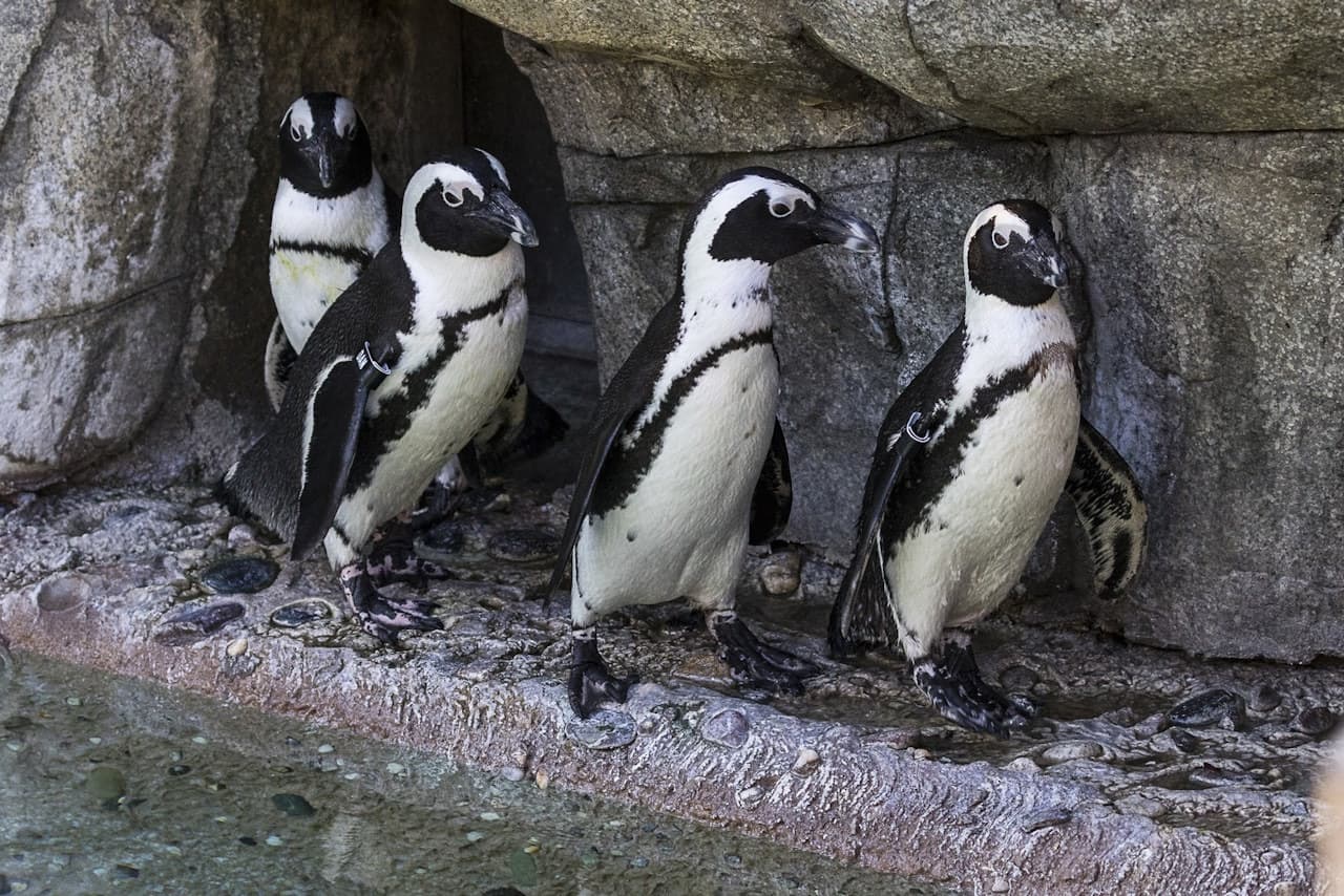 San Diego Zoo - მთავარი სურათი