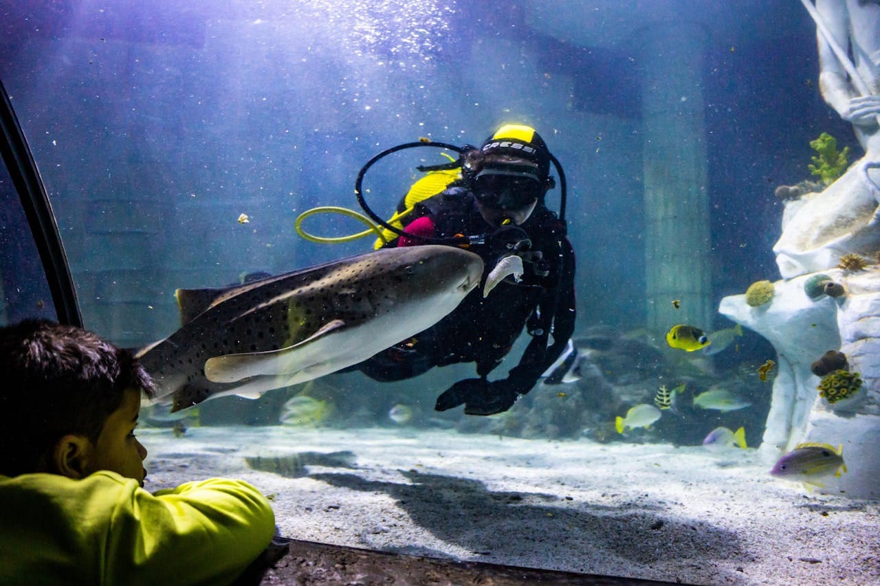 SEA LIFE Porto Ticket - სურათი 2
