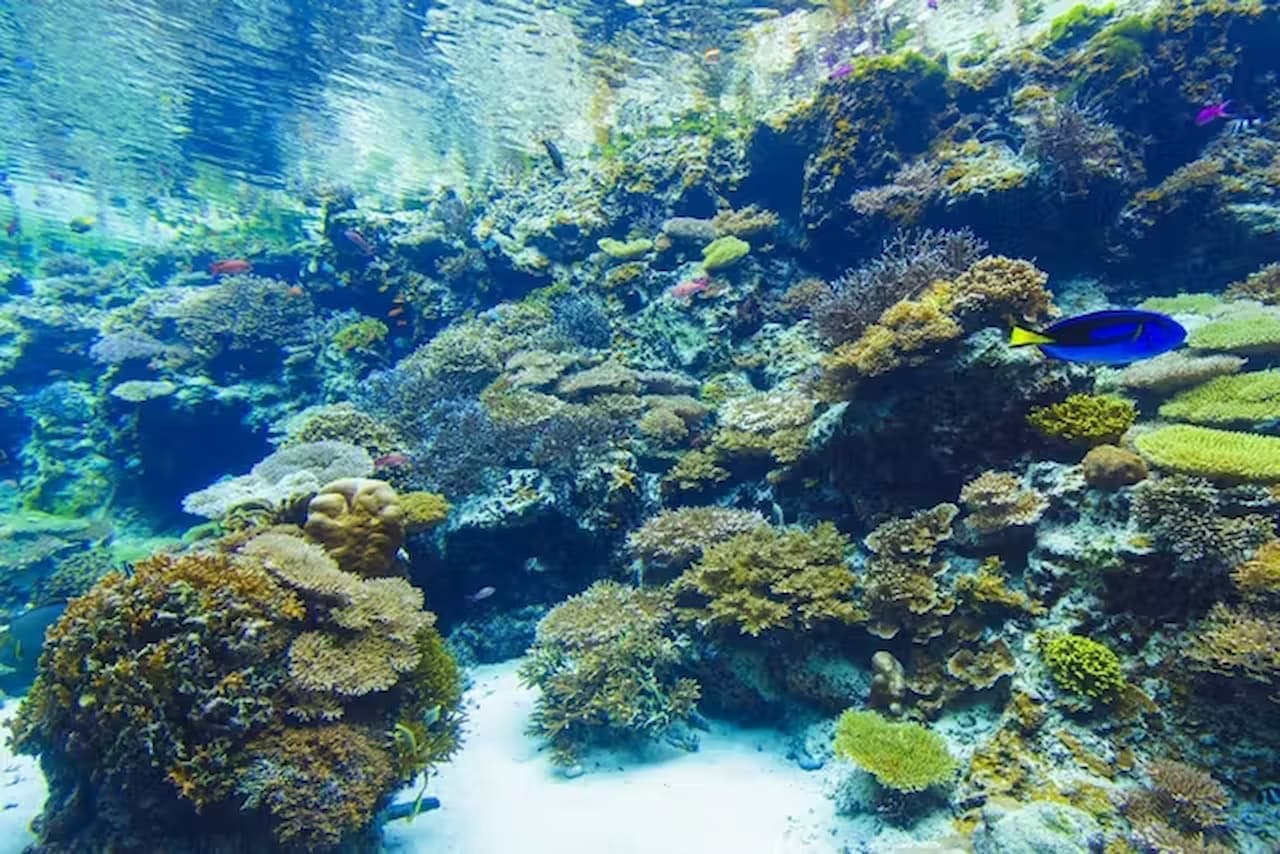 Okinawa Churaumi Aquarium Ticket - სურათი 7