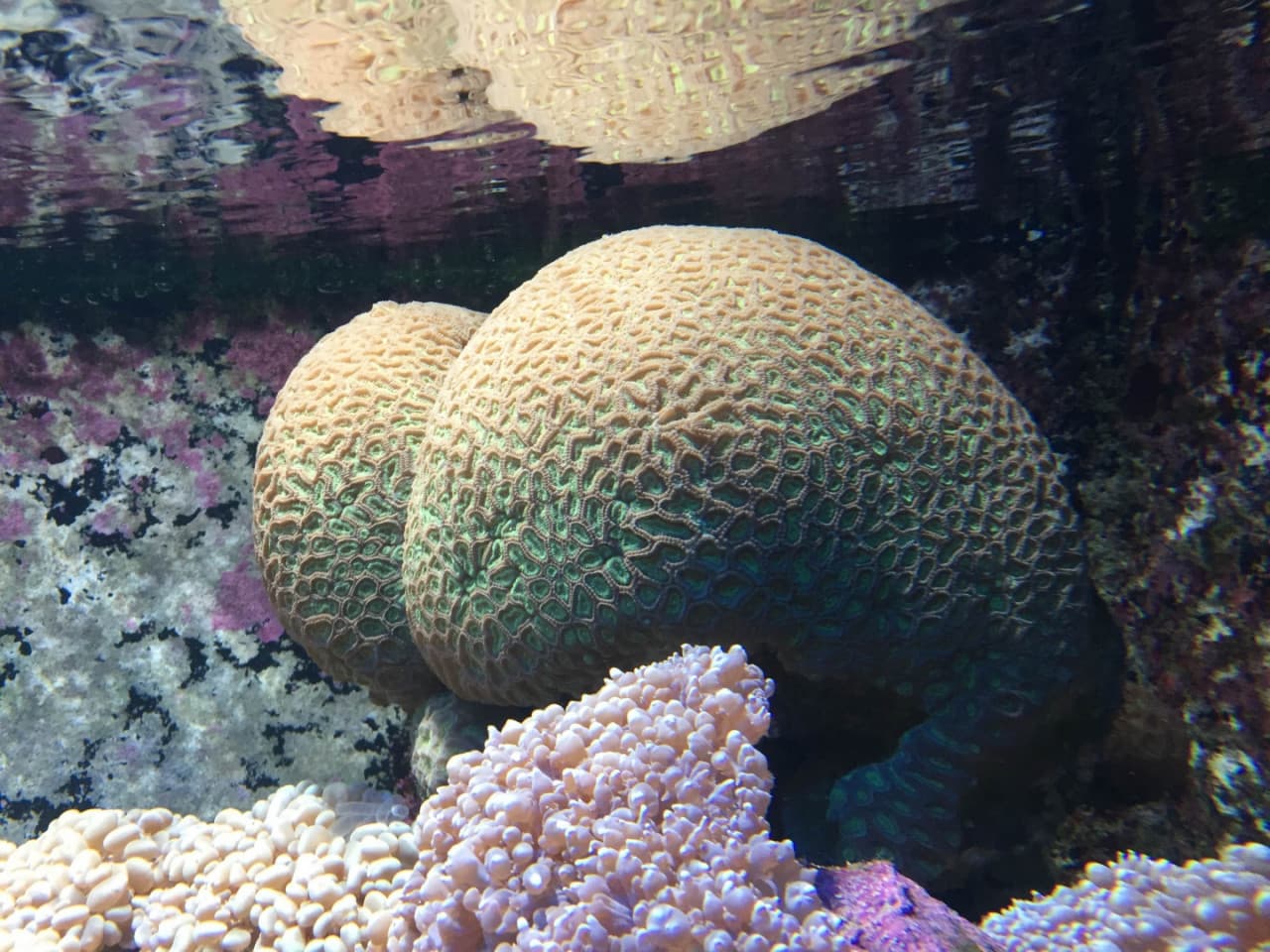 Underwater World Langkawi Ticket - სურათი 7