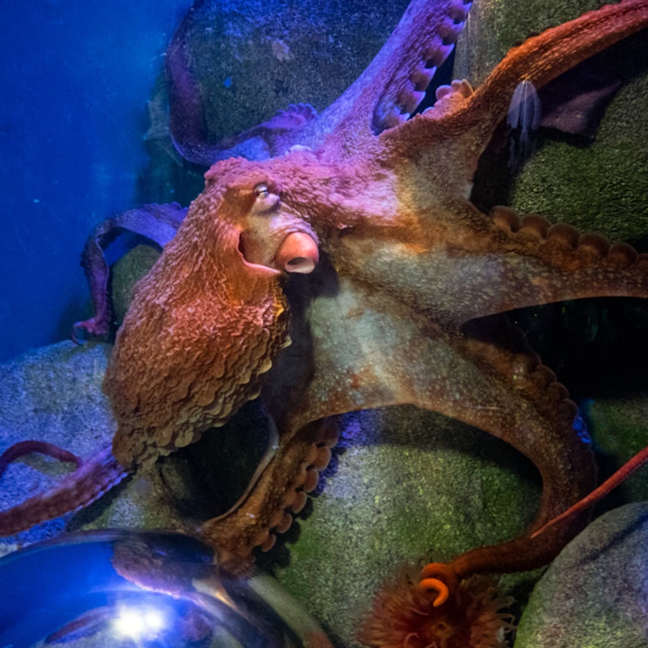 New York Aquarium - სურათი 4