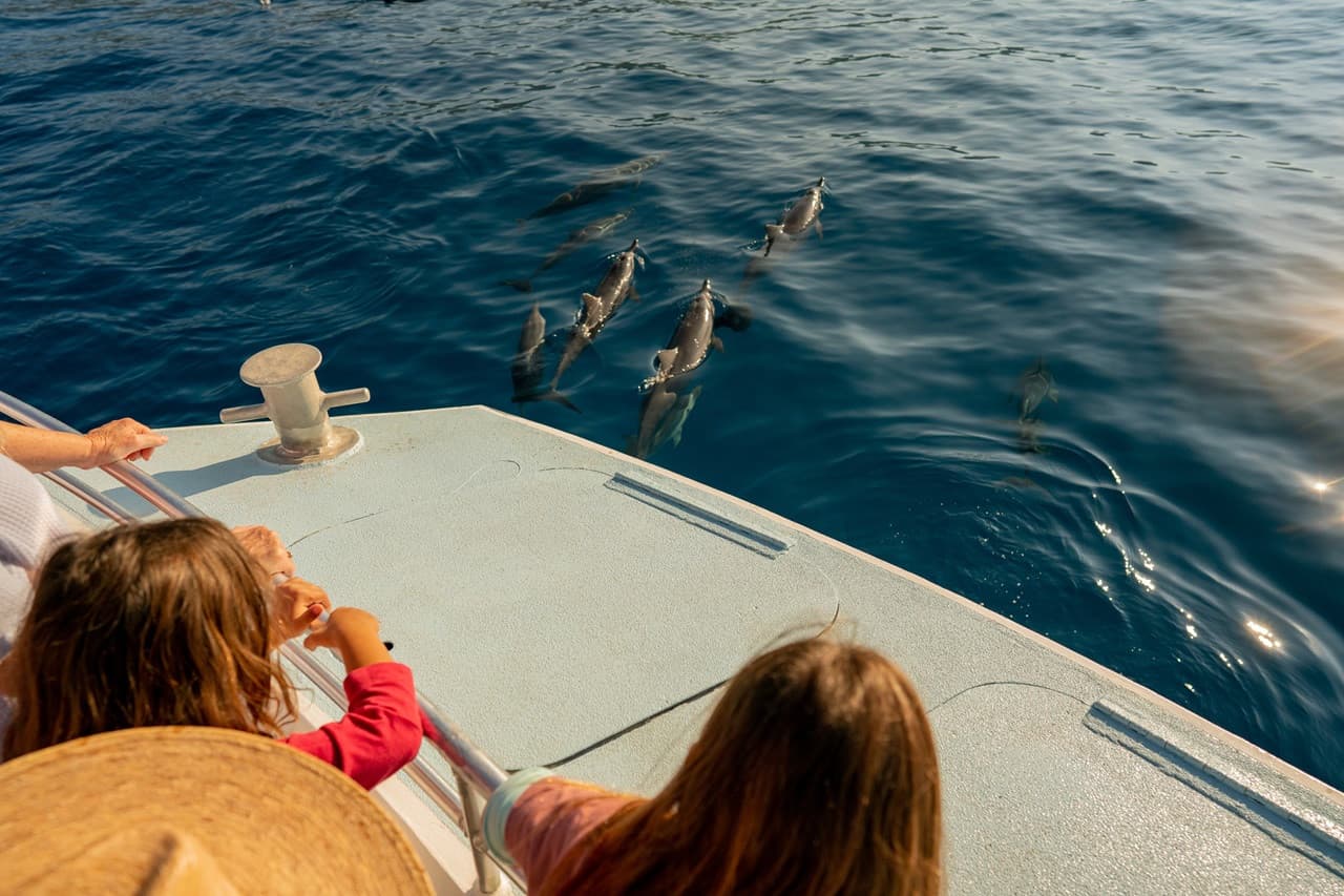 Kona Dolphin Watching Cruise with Snorkelling Experience - მთავარი სურათი