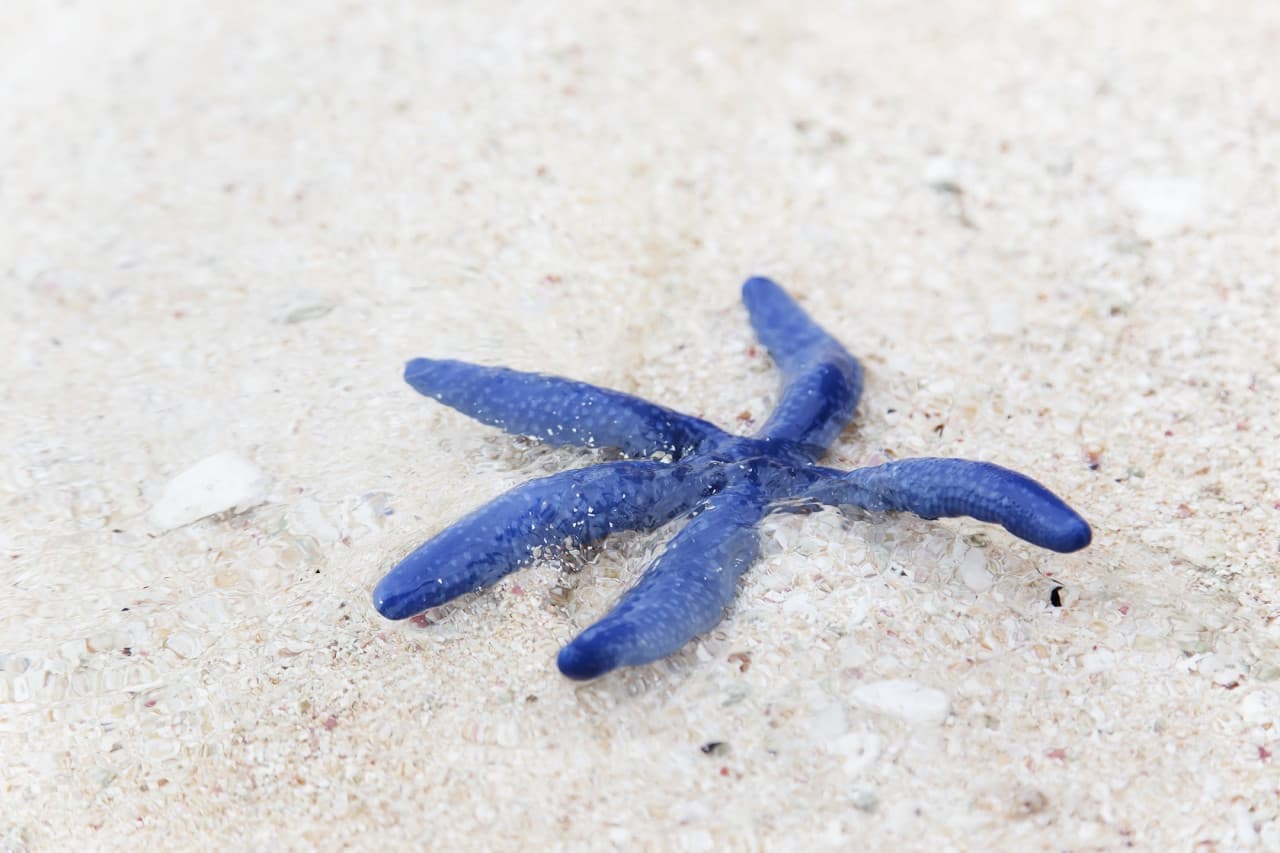 Desaru Beach and Tide Pool Walk - სურათი 2