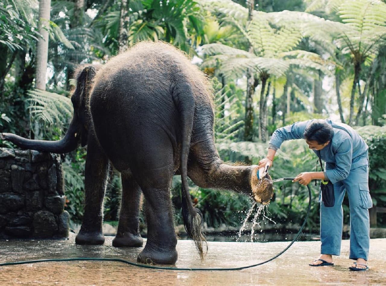 Mason Elephant Park Bali by Mason Adventures (Formerly known as Elephant Safari Park) - სურათი 3