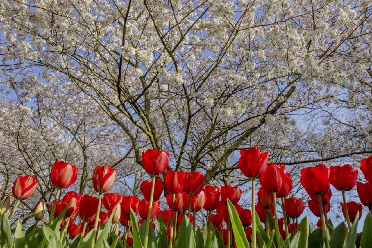 Keukenhof Gardens Ticket with Round Trip Bus Transfer from Amsterdam - სურათი 7