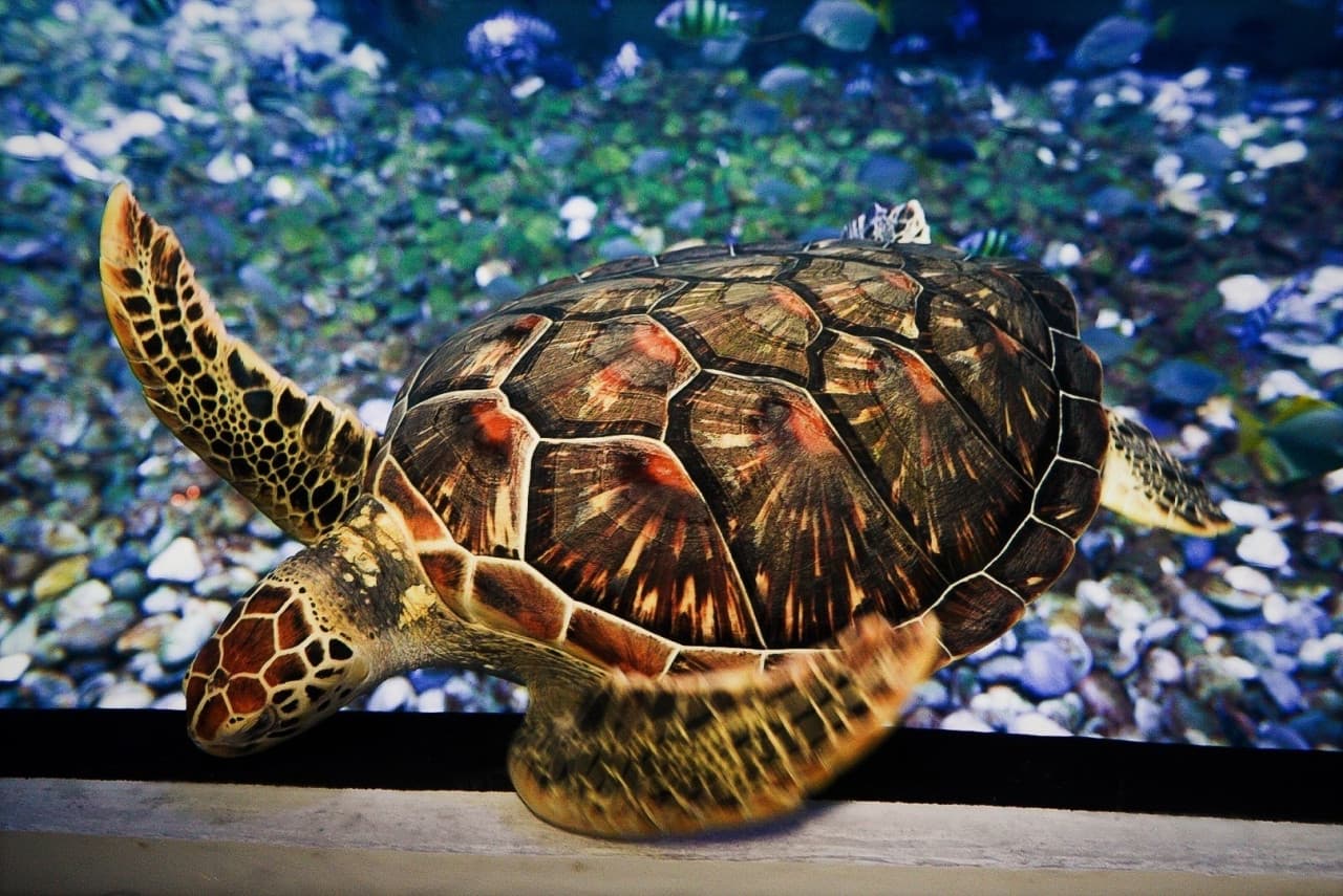 Aquaria Phuket - სურათი 15