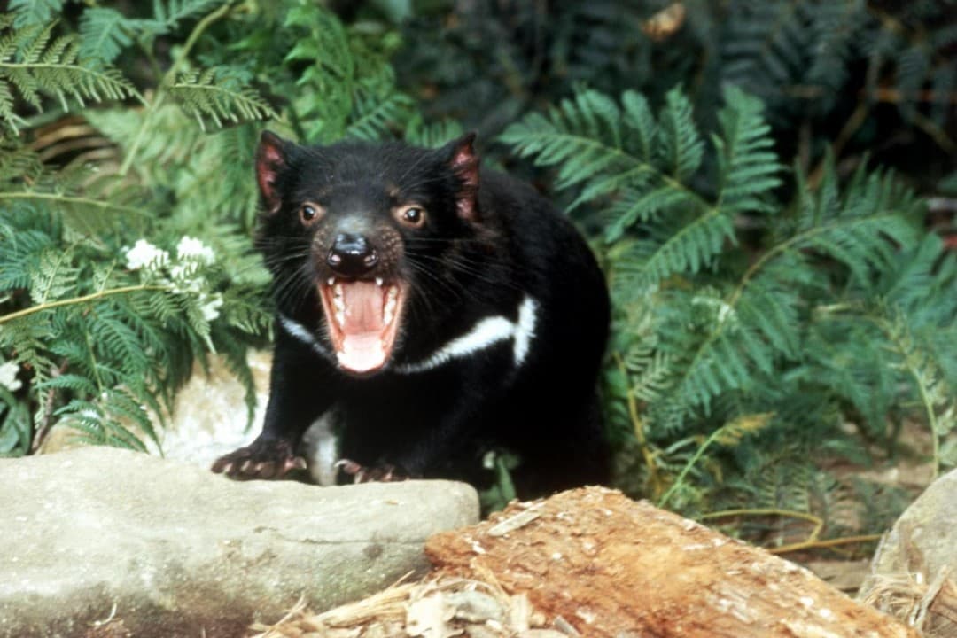 Richmond Village and Bonorong Wildlife Sanctuary Tour - სურათი 6
