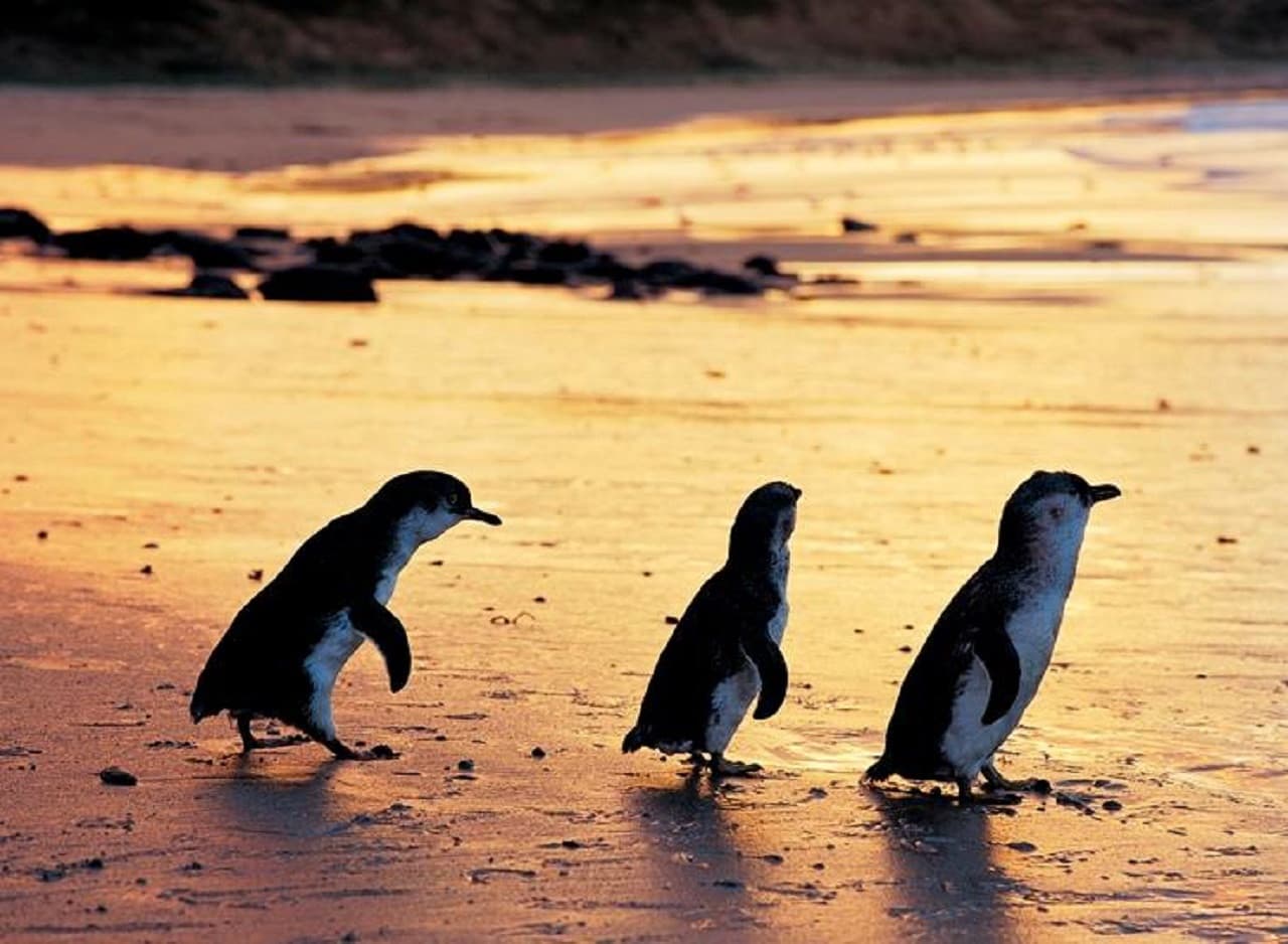 Phillip Island Nature Parks - Three-Park Pass - სურათი 5