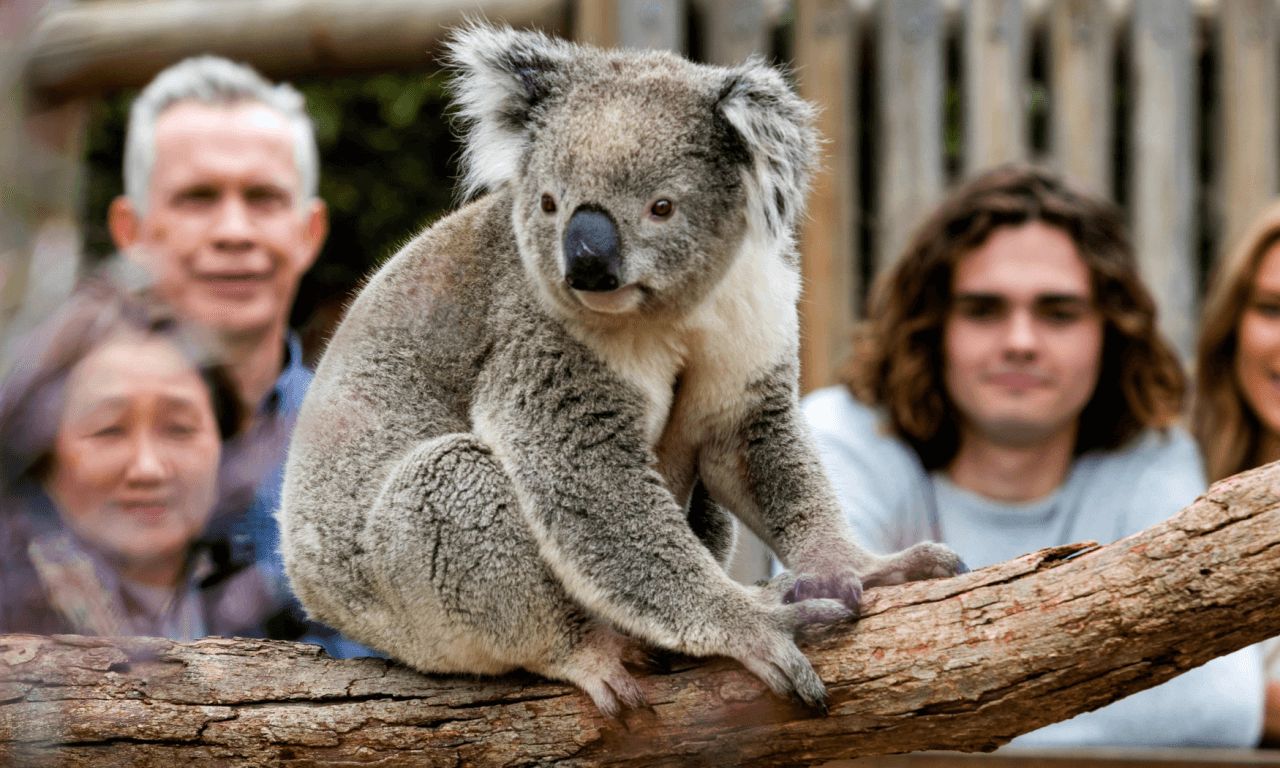 Phillip Island with Penguin Parade Eco Tour - სურათი 25