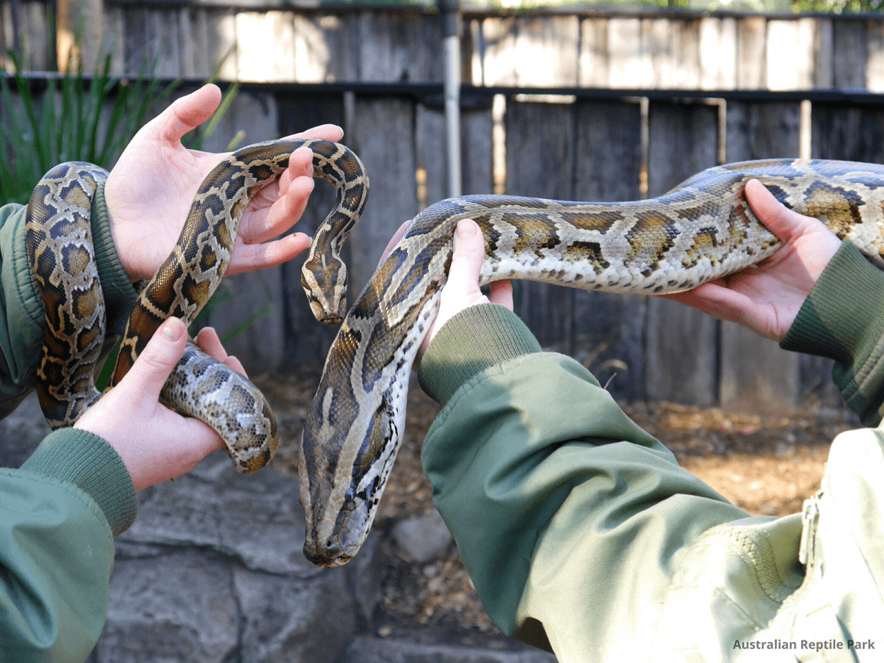 Australian Reptile Park - სურათი 4